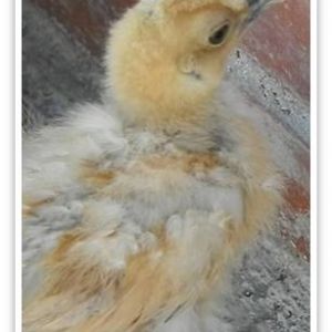 "Poof" -Red Silkie-