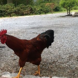 This rooster got mean this spring. I'm the only one he doesn't chance and peck at
