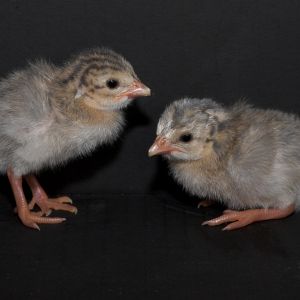 Lavender guinea keets