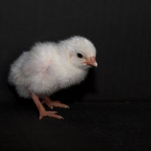 White guinea keet