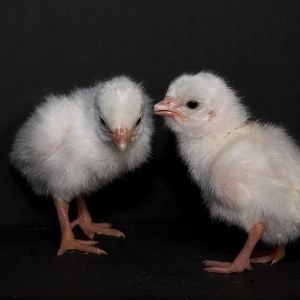 White guinea keets
