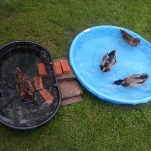 Swimming accommodations at my house. We actually have a legitimate pond, and they hate it and never go there.