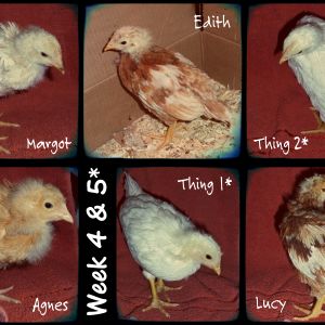 Our chickies are changing every day ... now their true colors are starting to show!! 
The three Red Sex Links (Margot, Edith & Lucy) are quite different from each other :)
Agnes looks like the little Buff Orpington that she is :)
The difference between Thing 1 & Thing 2 (Tetra Tints) is a dark smudge on Thing 2's back feathers (see pic) 

SO.MUCH.FUN.