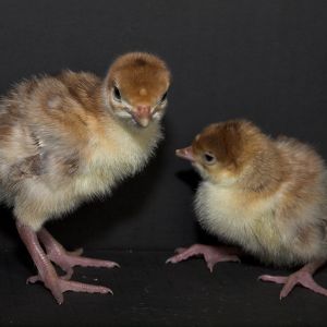 Bourbon Red poults