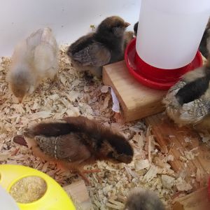 The girl in the very back facing the wall with the white wings in the Jersey Giant, The ones with the chipmunk stripes are the Welsumers, and the others are Easter Eggers.