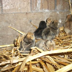 2014 Easter hatch along chicks