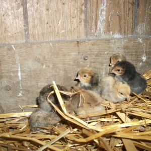 2014 Easter hatch along chicks