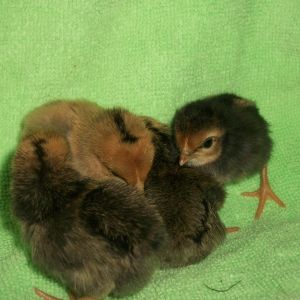 2014 Easter hatch along chicks