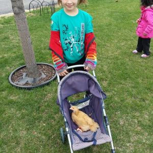 April 23,2014 Ana take our chicken for a walk he like it.