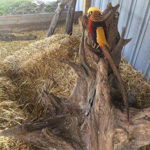 Red Golden Pheasant Adult Male