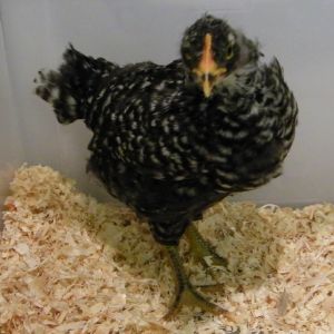Barred Rock @ 5 wks