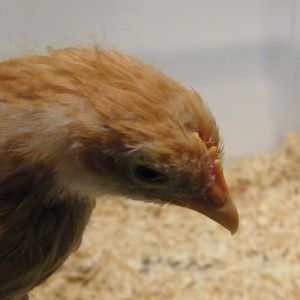 Buff Orpington comb @ 5 wks
