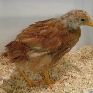 New Hampshire Red @ 5 wks