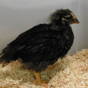 Dark Silver Laced Wyandotte @ 4 wks