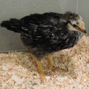 Light Silver Laced Wyandotte @ 4 wks