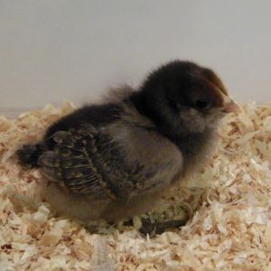 Smokey Easter Egger @ 1 wk