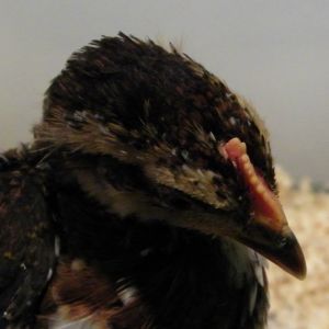 Speckled Sussex comb @ 5 wks