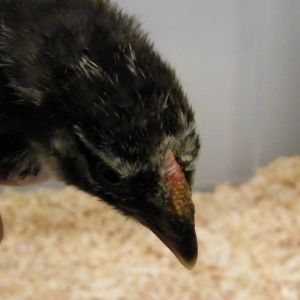 Dark Silver Laced Wyandotte comb @ 4 wks