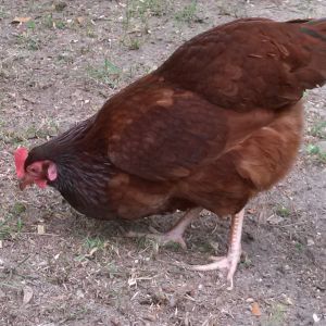 Daphne, RIR, is a character.  She loves people more than her coop mates.  She is about 13 months here.