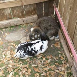 2 of the 4 rabbits