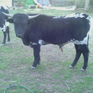 year old bull calf