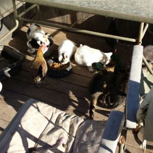 chicken, cats and dogs eating together :) don't see this often!!