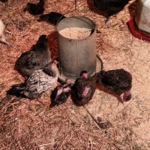 Some poults trying the big chickens food.