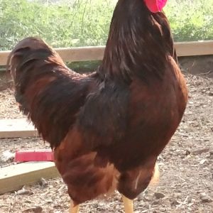 Rooster breed