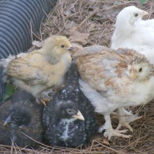 Our new peeps ~ Alice, Bella, Cappy, Daisy, and Fancy.