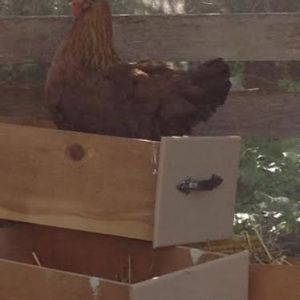 Repurposed drawers as nest boxes