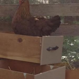 Repurposed drawers as nest boxes