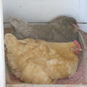 Sometimes you just can't wait for your favorite box to become available.