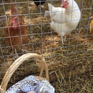 The Girls watching us head off to the kitchen with the bounty!