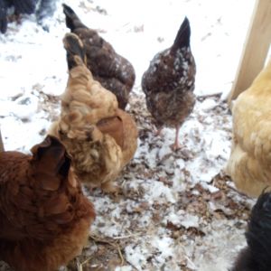 The girls experiencing snow for the first time.