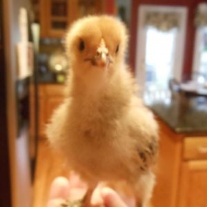 Bella the baby Buff Brahma