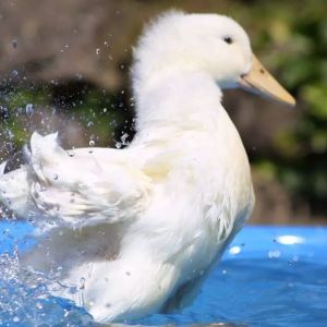 Jack having a blast in his pool