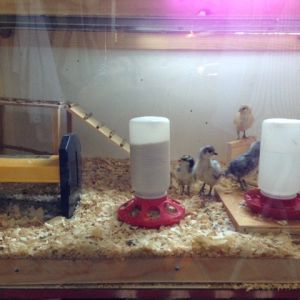 The brooder has evolved over several seasons. It includes the EcoGlow (LOVE that thing) and a "jungle gym" for the chicks to get plenty of exercise.