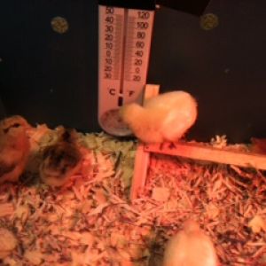 I have 4 breeds: Rhode Island Reds 4, Red pullets3, Amberlings 3, Easter eggers 2.