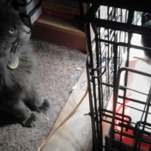 Artemis made friends with Dumpling, who enjoys roosting atop the waterer.