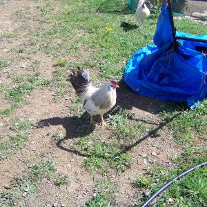 Bachelor #3 (EE mutt)