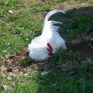 Bachelor #2 (EE mutt) - Dust-bathing