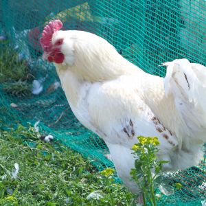 Bachelor #1 (EE mutt) - Being fabulous