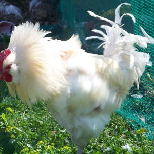 Bachelor #1 - Playing lion