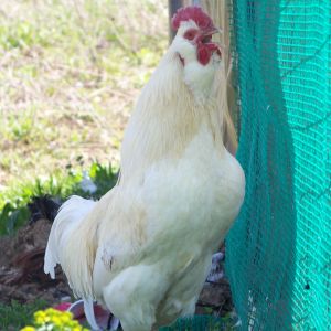 Bachelor #1 - Singing the song of his people.