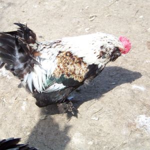 "General" - Salmon Faverolles bantam rooster .  Boogyin'
