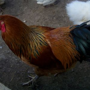 "Buffy" - LF Buff Brahma rooster, This guy's the top rooster, and he doesn't tolerate shenanigans. Bachelor #1, who's a big, tough dude, very proud of himself, and the top dog outside the pen, even flew into the pen one day to get to the gals and when I found him, Buffy had him with his head buried in a corner, crying like a baby LOL.