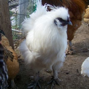 "Sergeant" - White Silkie rooster. The "second in command" (after Buffy) in the coop.