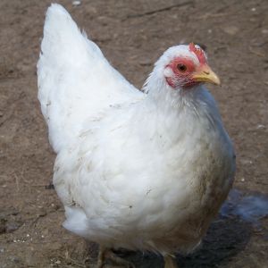 "Tootsie" - white Japanese bantam hen. She's skittish as can be, but I love her. She was a gift from a BYC friend.