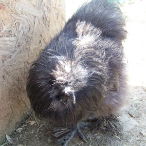 "Romeo" - black (actually incredibly dark blue) Silkie rooster. He used to be head roo until Buffy grew up, now he's the lowest roo in the pecking order. Hard to get a pic of him with his head up now, bless his heart. He's actually extremely handsome when he's cleaned up and proud of himself, and beautiful quality.