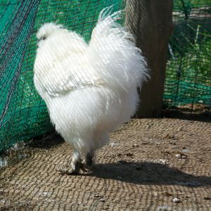 "Sergeant", white Silkie roo, again. Using his floofy booty to shield himself from the wind.